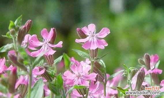 白色的花朵中流露出的无尽情感与期待 高雪轮的花语