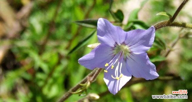 白色的花朵中流露出的无尽情感与期待 高雪轮的花语