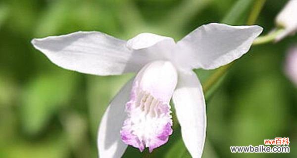 揭秘橄榄花神奇的象征意义 橄榄花的传说与象征意义