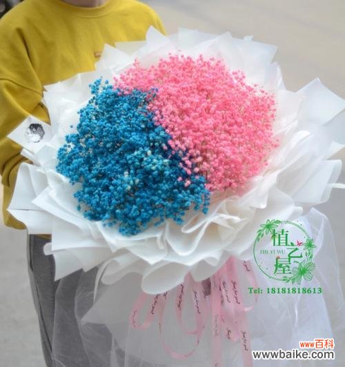 花海中的快乐与希望 满天星花语之美