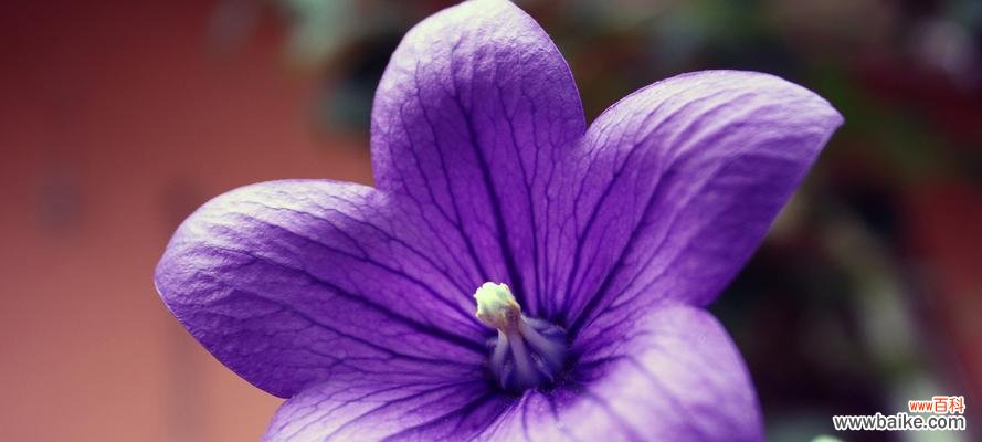 探索桔梗花的花语，品味多彩花开 各色桔梗花的花语之美