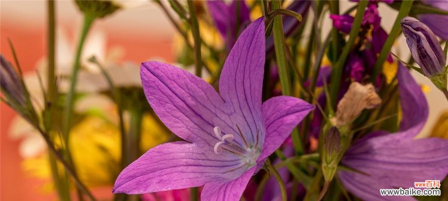 探索桔梗花的花语，品味多彩花开 各色桔梗花的花语之美