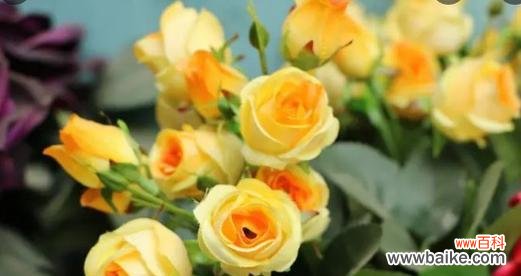 探寻玫瑰的象征意义及其人格特质 玫瑰花的品格之美