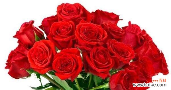 探寻玫瑰花在文化中的象征意义 玫瑰花的浪漫寓意