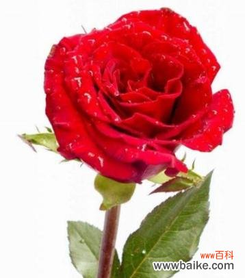 玫瑰花的色彩语言及文化意义 玫瑰花颜色的含义