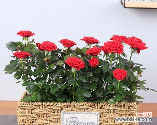 揭开玫瑰花的神秘面纱 玫瑰花的寓意与花语意义