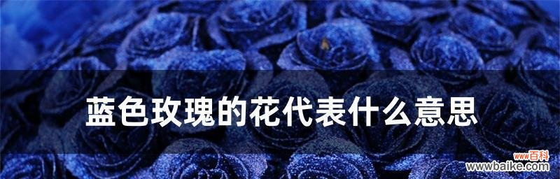 解读玫瑰支数的奥秘 玫瑰支数的神秘象征