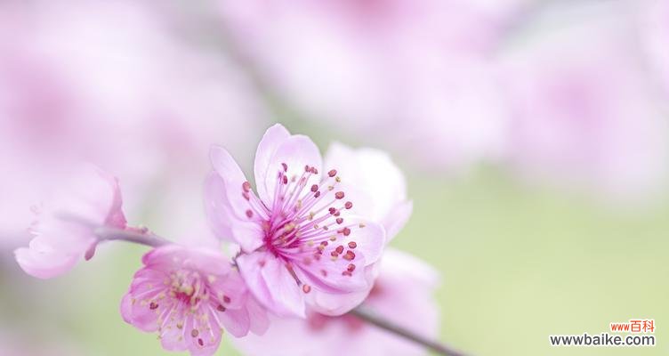 梅花的含义及寓意探析 梅花的美丽与内涵