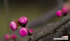 梅花花语与寓意 梅花