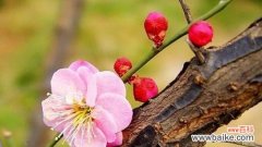 探寻梅花背后的意义 梅花花语的深意