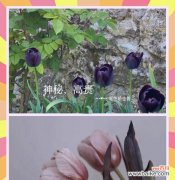 郁金香华的花语是什么？如何表达爱意？