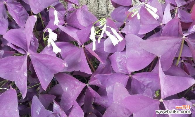 紫酢叶草代表什么？它在园艺中的意义？