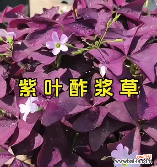紫酢叶草代表什么？它在园艺中的意义？