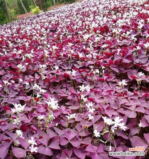 紫酢叶草代表什么？它在园艺中的意义？