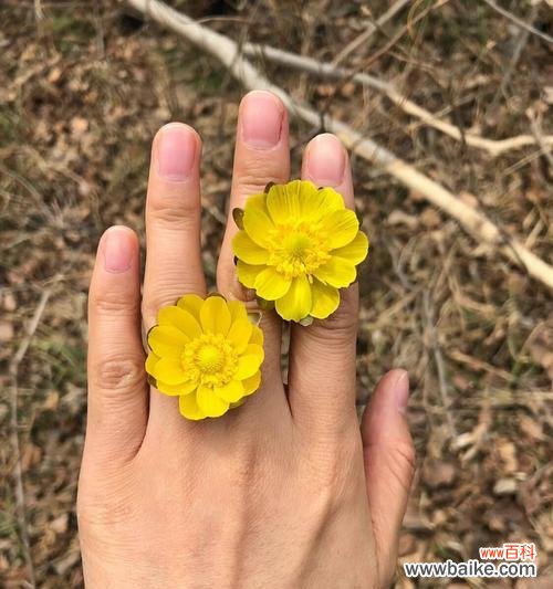 玉台金盏花的花语有哪些？如何养护？