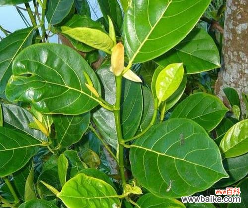 菠萝蜜树的花语是什么？它对环境有何影响？