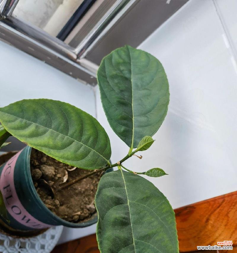 菠萝蜜树的花语是什么？它对环境有何影响？