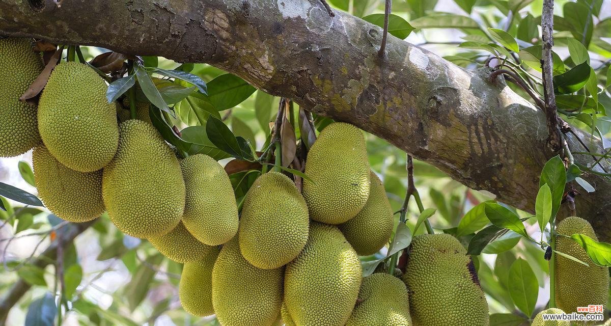 菠萝蜜树的花语是什么？它对环境有何影响？