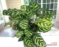 孔雀绿植的花语是什么？它在室内设计中的应用？