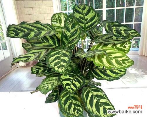 孔雀绿植的花语是什么?它在室内设计中的应用?