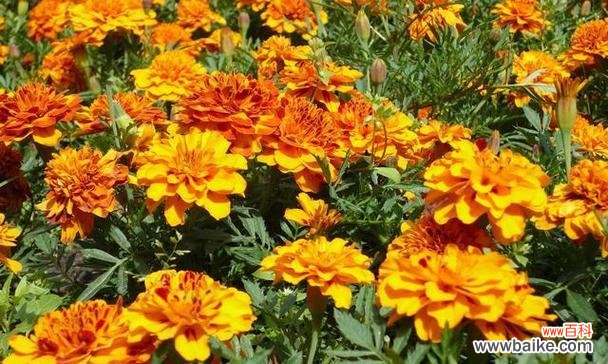 孔雀绿植的花语是什么?它在室内设计中的应用?