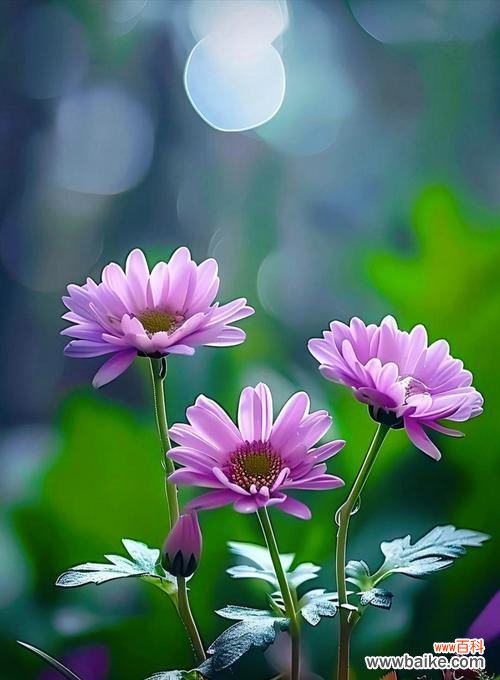 筒蒿花的花语有哪些?它在传统医学中的地位?