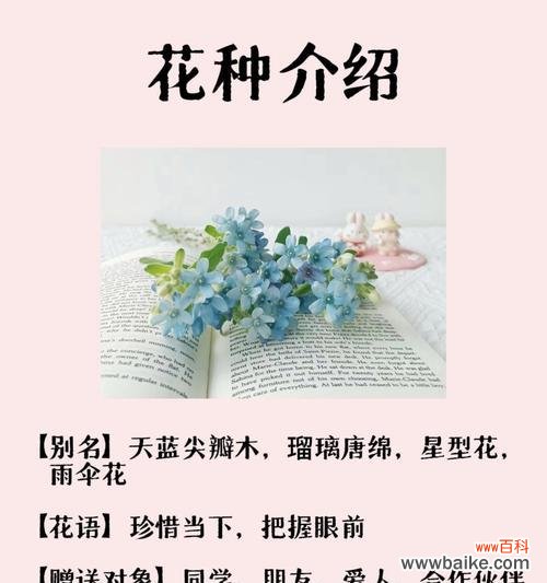 满天星兰花的花语是什么?如何进行繁殖?