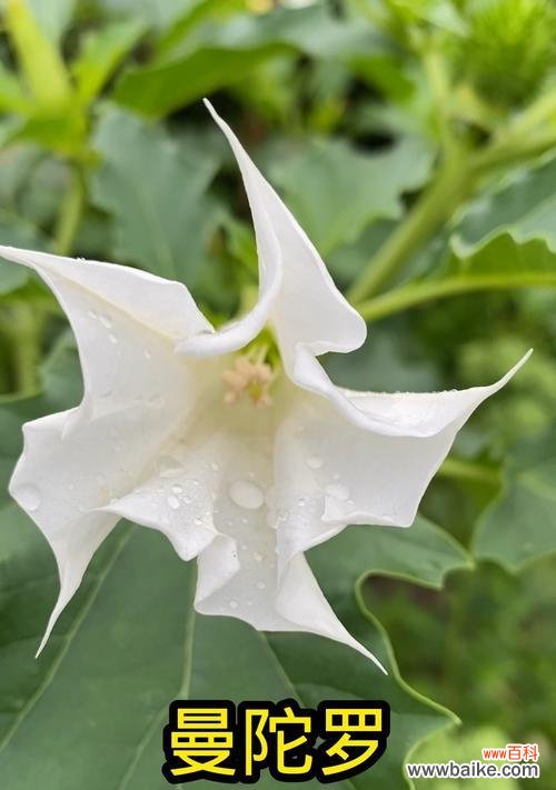 慢陀罗花的花语有哪些?它的毒性如何?