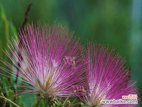 白合欢花代表什么?它在情感表达中的作用?