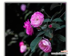 白野蔷薇的花语是什么？它在婚礼中的应用？