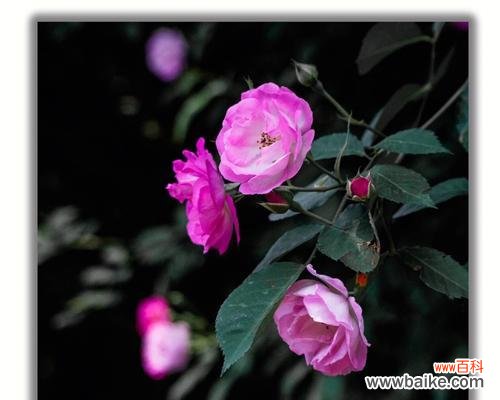 白野蔷薇的花语是什么?它在婚礼中的应用?