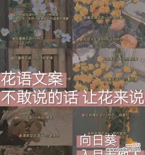 白野蔷薇的花语是什么?它在婚礼中的应用?