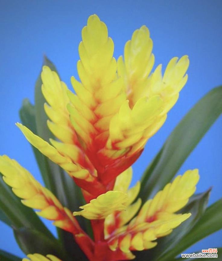 莺哥凤梨的花语有哪些？它对健康有何益处？