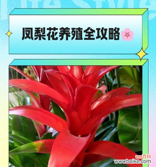 莺哥凤梨的花语有哪些？它对健康有何益处？