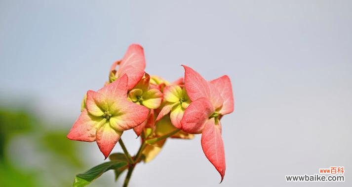 粉叶金花的花语是什么?它在园艺中的地位?