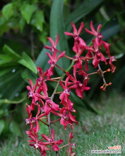 爆仗竹花的花语是什么?它在节日庆典中的作用?