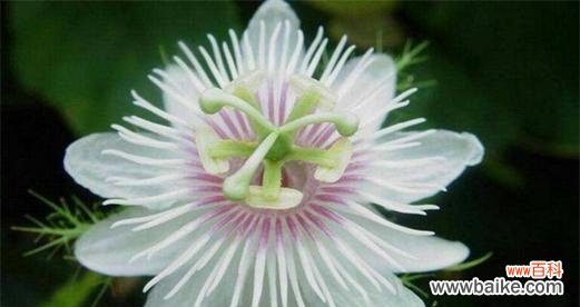 西潘莲花的花语是什么?它在宗教仪式中的意义?