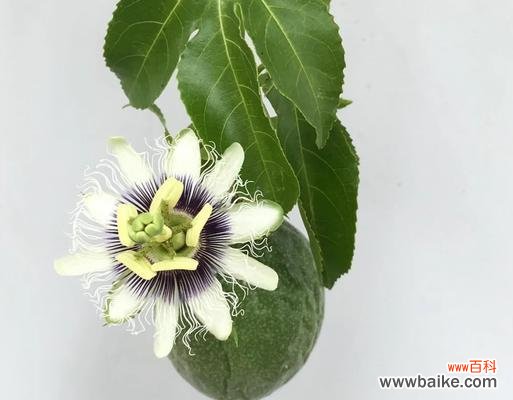 西潘莲花的花语是什么?它在宗教仪式中的意义?