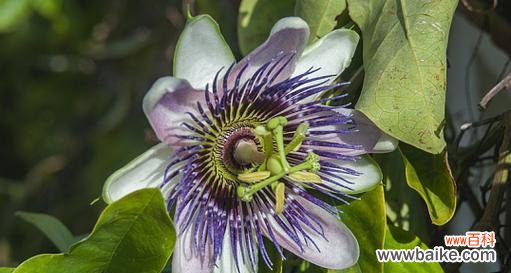 西潘莲花的花语是什么?它在宗教仪式中的意义?