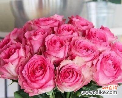 探究玫瑰花的花色意义及其传递的情感信息 玫瑰花的语言