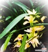 探索兰花的花语，传递深情与祝福 兰花花语大全