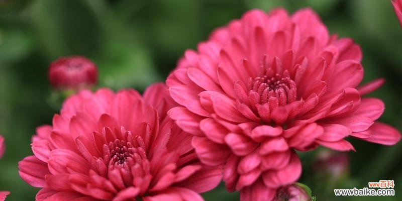 探索各种菊花的意义与象征 菊花花语与寓意