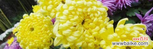 探索各种菊花的意义与象征 菊花花语与寓意