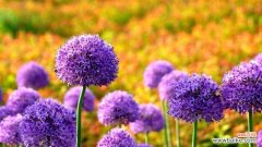 各种花的寓意与花语解读 花开寓意，花语如诗