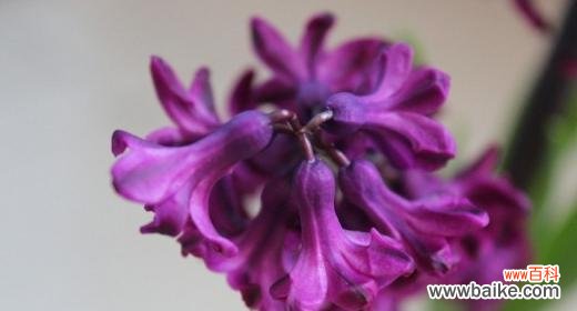 揭开紫色风信子花语的神秘面纱 紫色风信子花语的含义