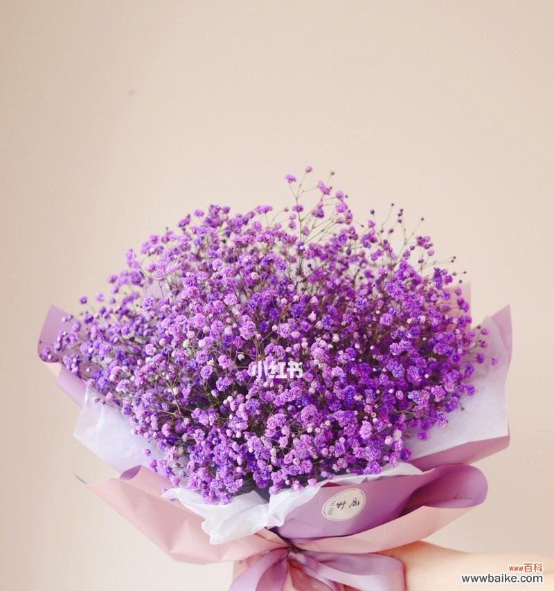 紫色满天星花语传递的浪漫与祝福 紫色满天星的花语及其意义