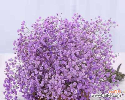 紫色满天星花语传递的浪漫与祝福 紫色满天星的花语及其意义