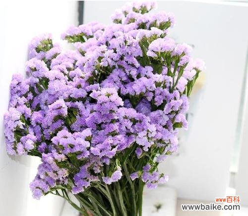 紫色满天星花语传递的浪漫与祝福 紫色满天星的花语及其意义