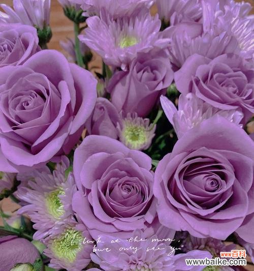 探究紫色玫瑰的情感和文化内涵 紫色玫瑰的意义与象征