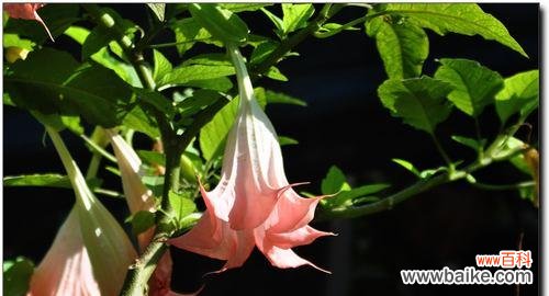 神秘、独立、激情的紫色曼陀罗花 紫色曼陀罗花的花语与象征意义